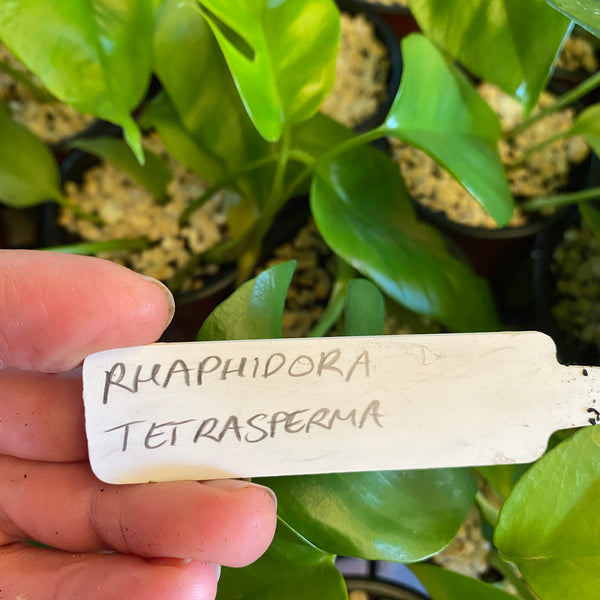 Mini Monstera (Rhaphidophora Tetrasperma)